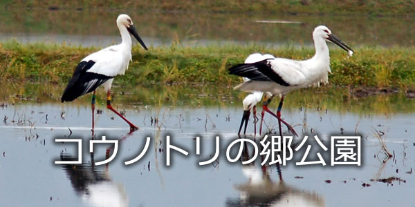 コウノトリの郷公園