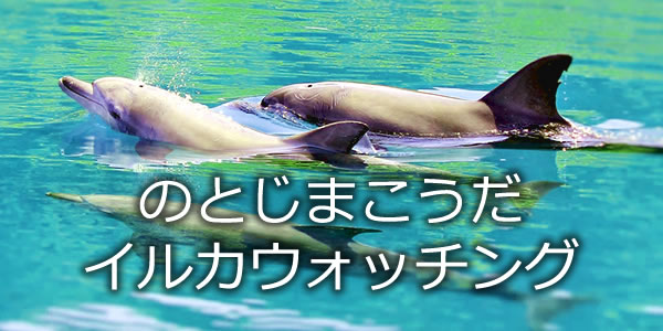 のとじまこうだイルカウォッチング