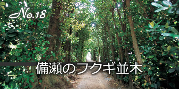 備瀬のフクギ並木